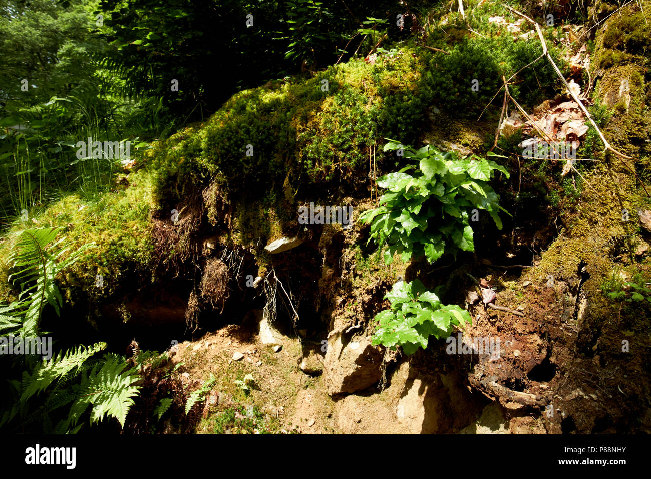 Muschi che crescono sulle rocce esposte in una foresta nel distretto del lago Cumbria Inghilterra England Regno Unito Foto Stock