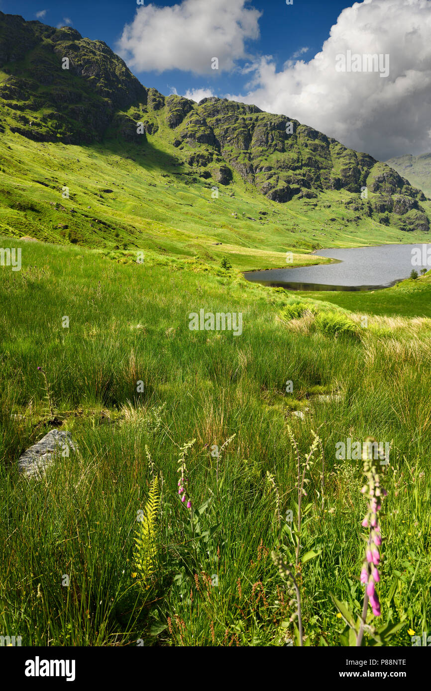 Beinn un Lochain montagna delle Alpi a Arrochar in sun con il Loch Restil ed erba verde bracken e foxglove a riposo e essere grati alle urne in Scozia Foto Stock