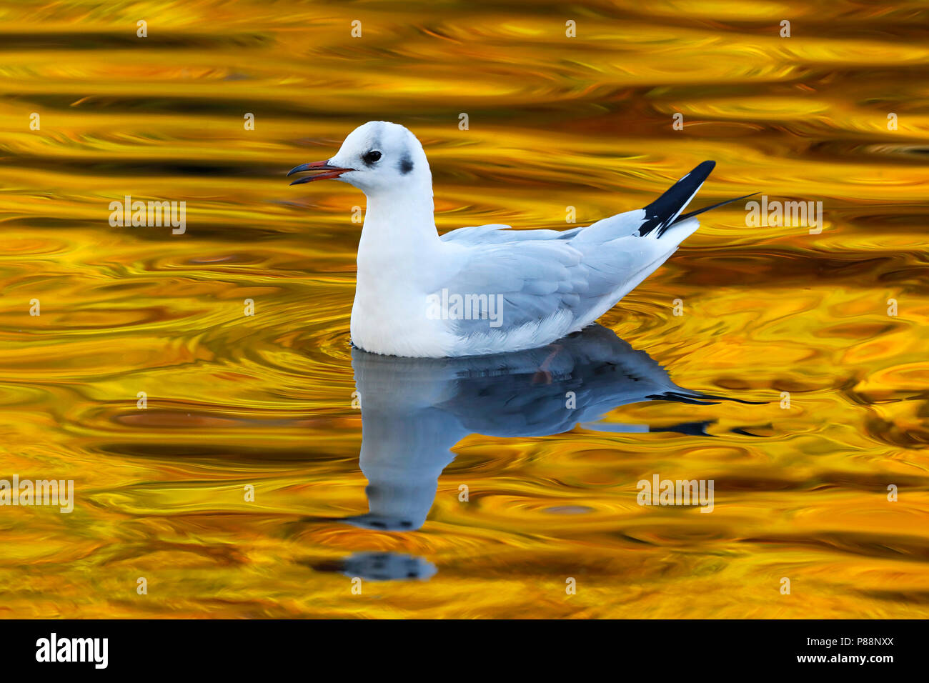 In Kokmeeuw herfstsetting; nero-headed Gull in autunno Foto Stock