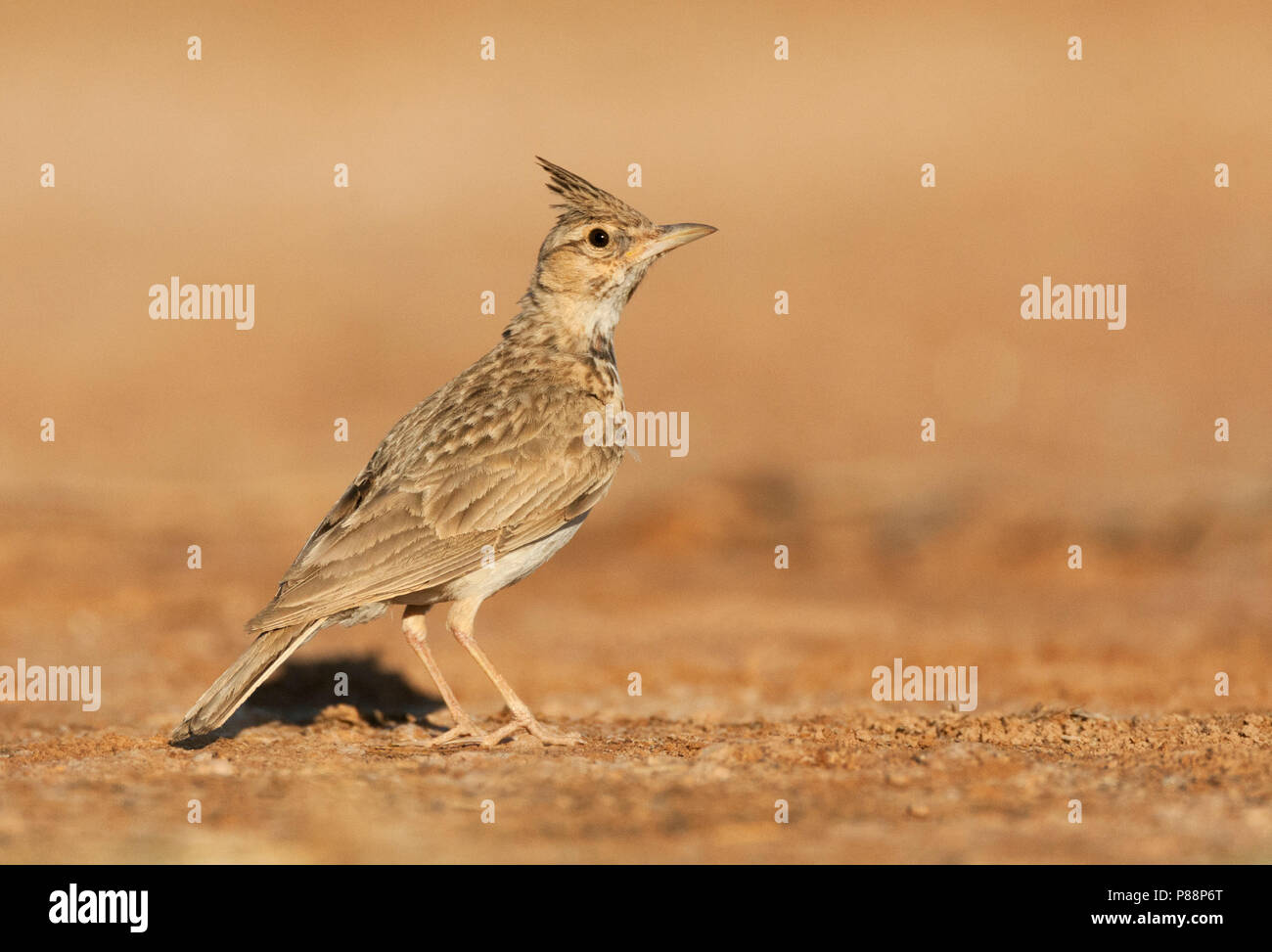 Adulto Crested Lark (Galerida cristata pallida) stando in piedi nelle steppe di spagnolo. Foto Stock
