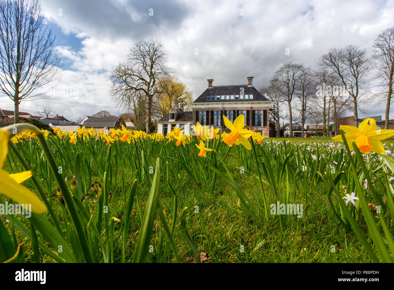 Narcissus 'Jetfire bij Landhuis Lindenoord Foto Stock