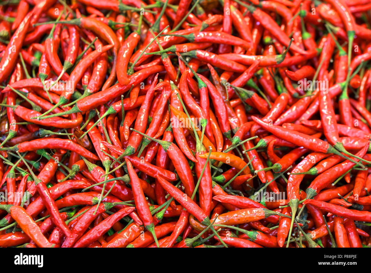 Peperoncino rosso piccante molto i peperoni dalla Tailandia comunemente utilizzati per la cottura in Thailandia il cibo. Foto Stock