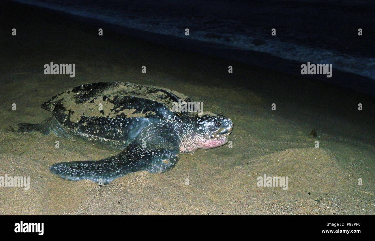 Lederschildpad de grootste schildpad ter wereld; Liuto tartaruga di mare (Dermochelys coriacea), la tartaruga più grande del pianeta Foto Stock