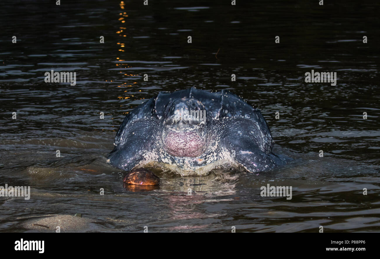 Lederschildpad op strand van Trinidad; Liuto tartaruga di mare (Dermochelys coriacea), su una spiaggia di Trinidad Foto Stock