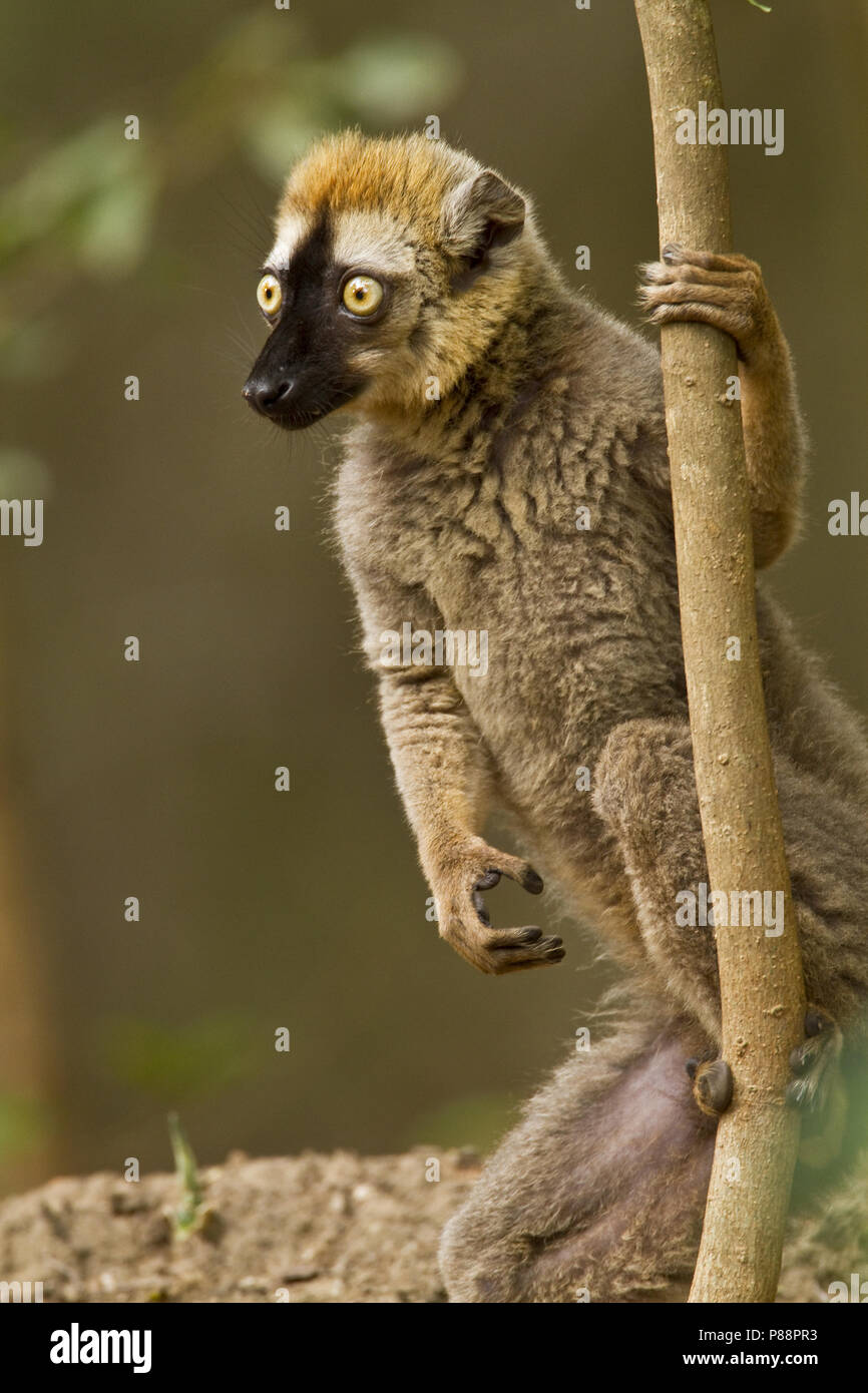 Bruine Maki, comune lemure marrone Foto Stock