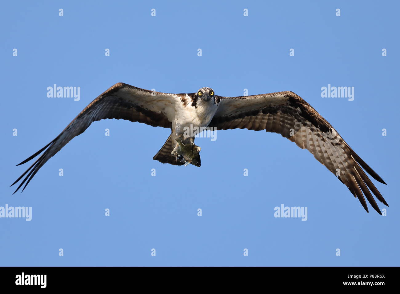 Osprey in bilico mentre la caccia per i pesci Foto Stock