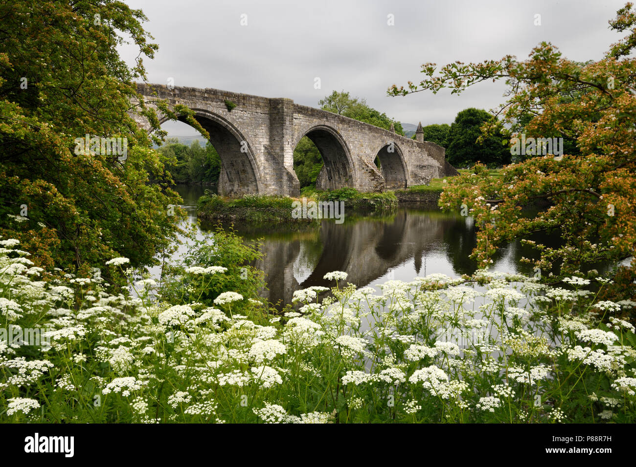 Pietra medievali arch Stirling Vecchio Ponte sul fiume Forth con letto Queen Annes pizzo bianco fiori Stirling Scozia Scotland Regno Unito Foto Stock