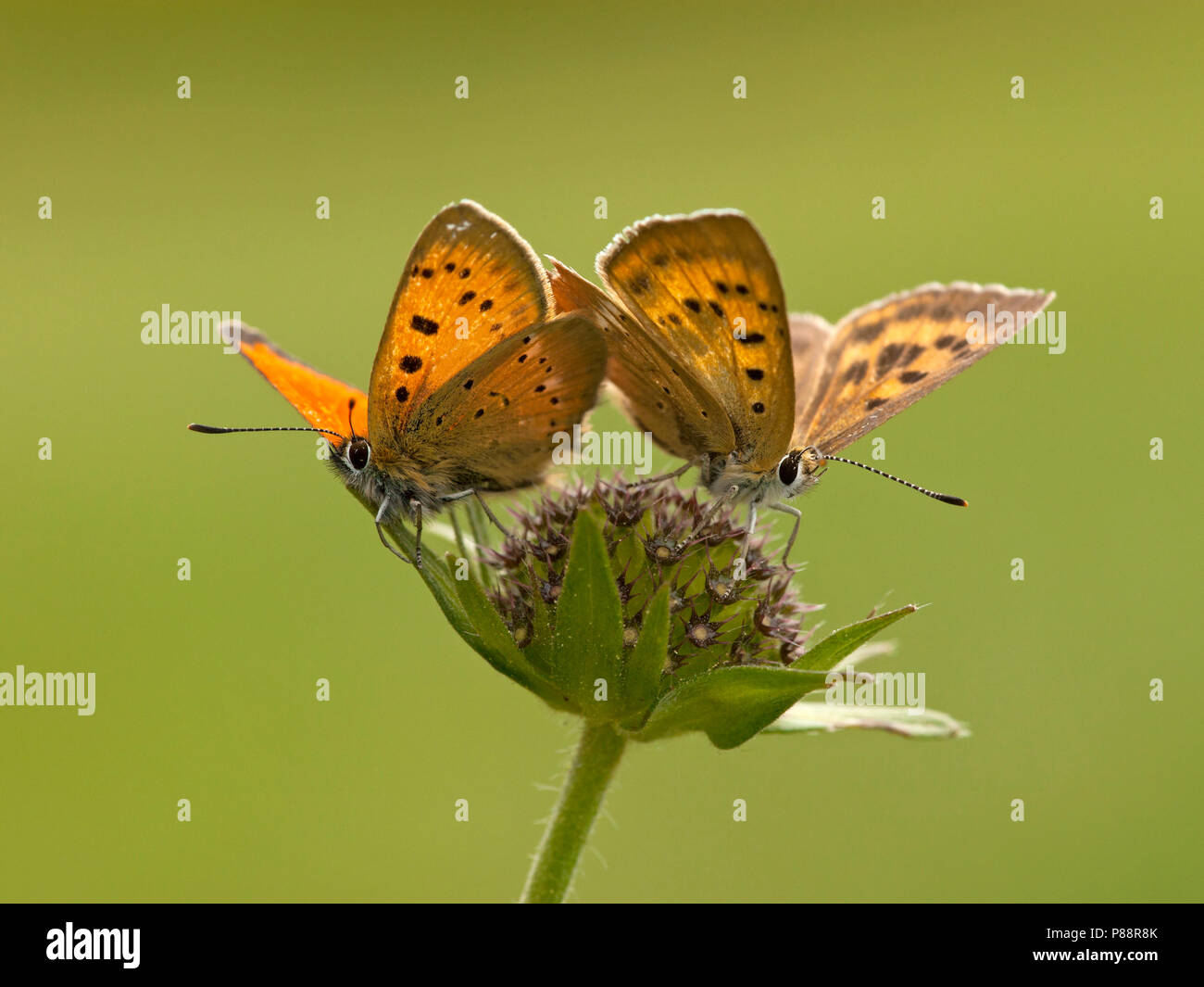 Morgenrood / scarse di rame (Lycaena virgaureae) Foto Stock