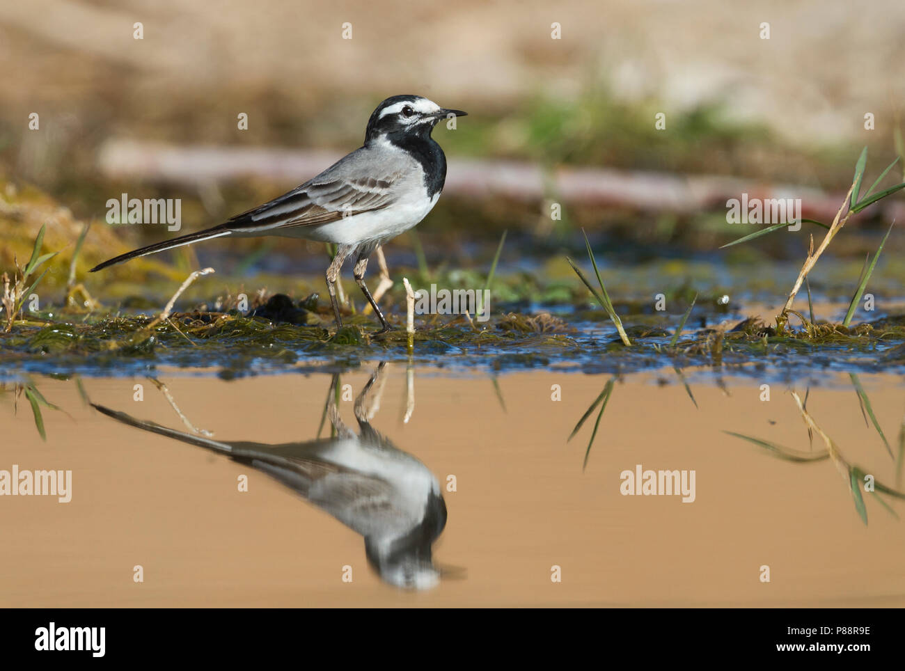 Wagtail marocchino - Bachstelze - Motacilla alba ssp. subpersonata, Marocco Foto Stock