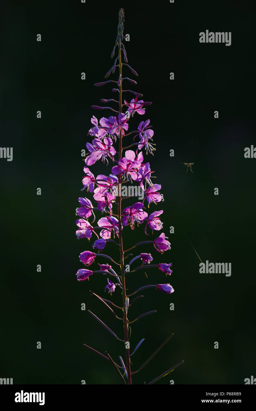 Mug bij bloem, Mosquito vicino a fiore Foto Stock