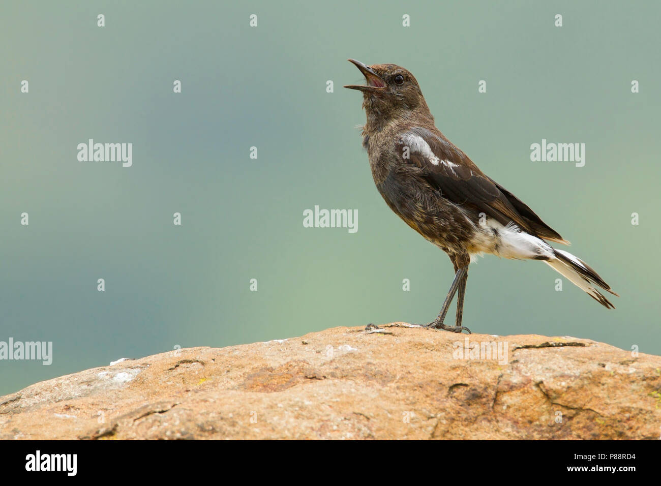 Chat di montagna (Myrmecocichla monticola) è endemica in Africa sudoccidentale Foto Stock