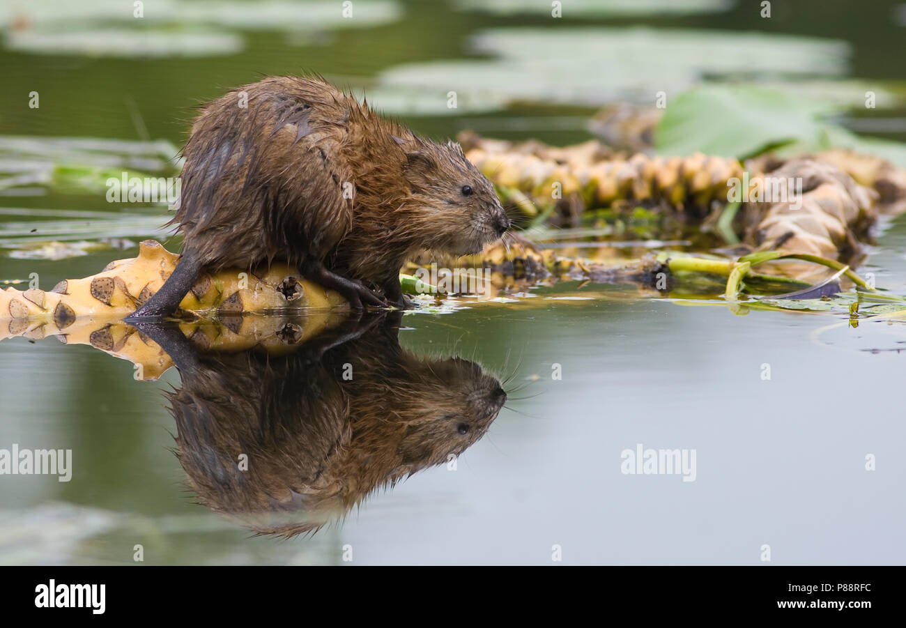 Muskusrat op geleplomp wortels in De Weerriben, Muskrat su acqua gialla-lily radici nel weerriben Foto Stock