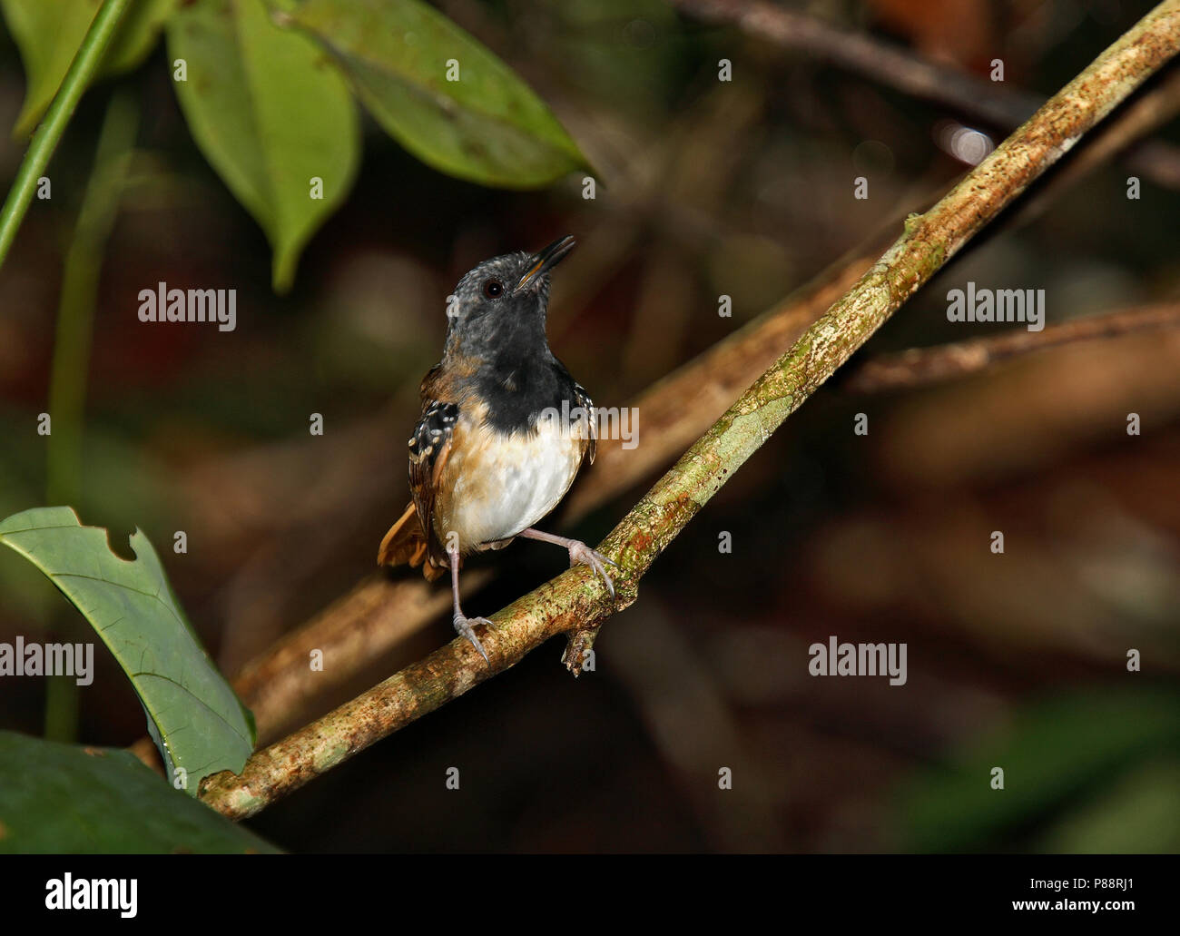 Castagno meridionale-tailed antbird (Myrmeciza hemimelaena) una specie di uccello dalla foresta amazzonica. Foto Stock