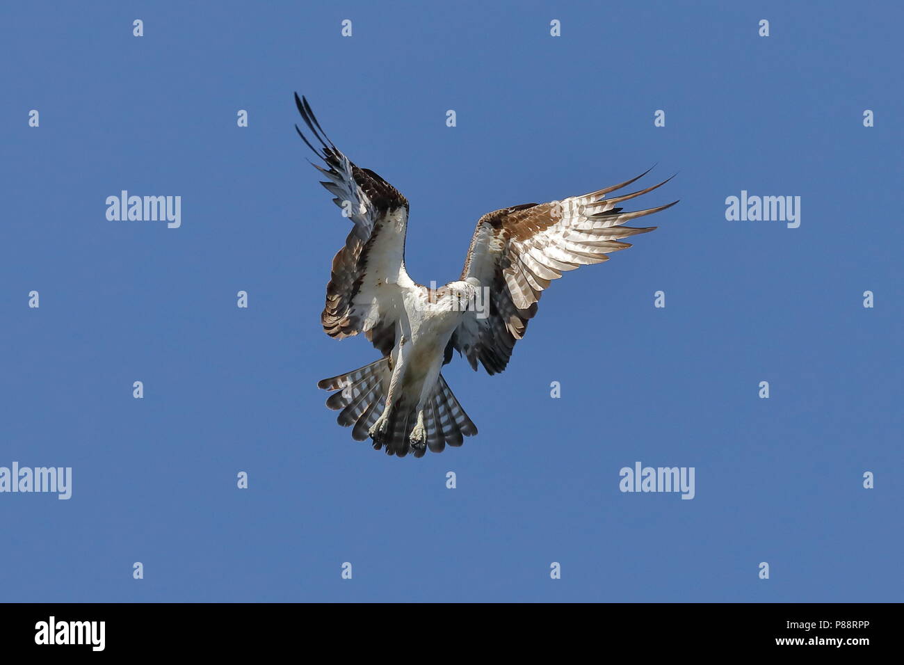 Osprey in bilico mentre la caccia per i pesci Foto Stock