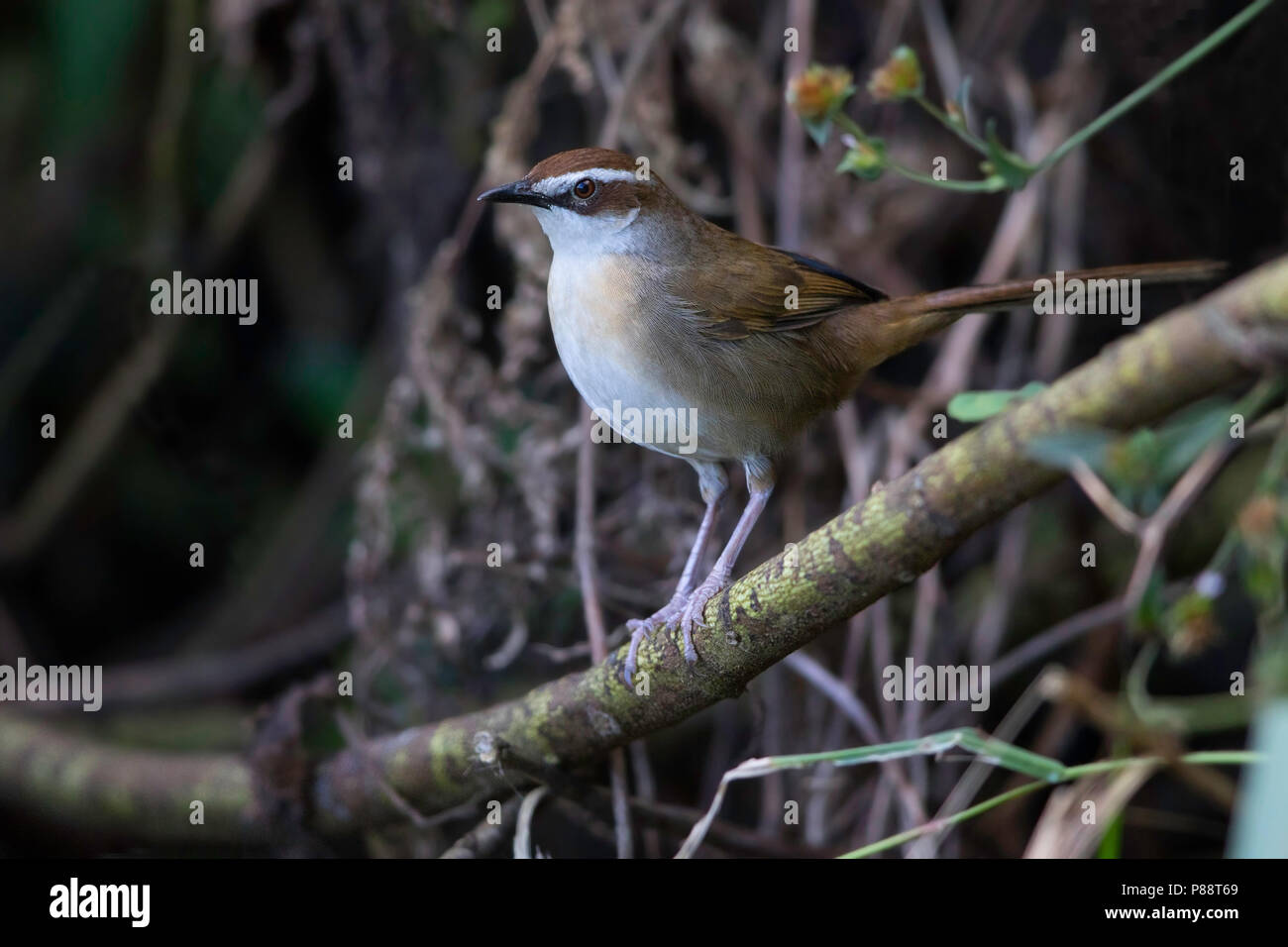 Nuovo Caledonian Thicketbird, Megalurulus mariei) appollaiato su un ramo. Questa specie è endemica in Nuova Caledonia. Foto Stock