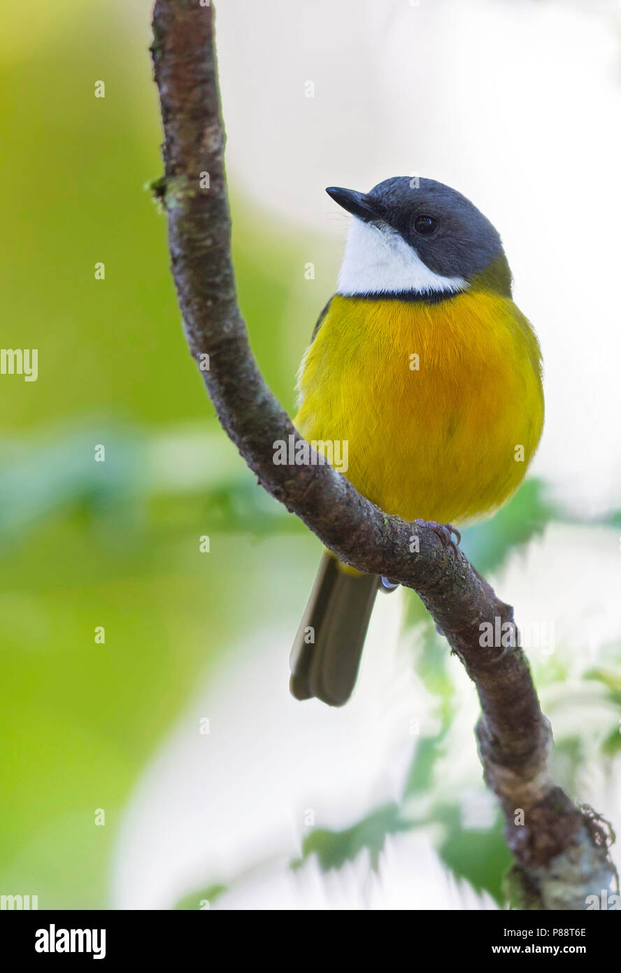 Nuovo Caledonian Whistler (Pachycephala caledonica), una specie di uccello che è endemica in Nuova Caledonia. Fino al 2014, è stato considerato conspecific con th Foto Stock