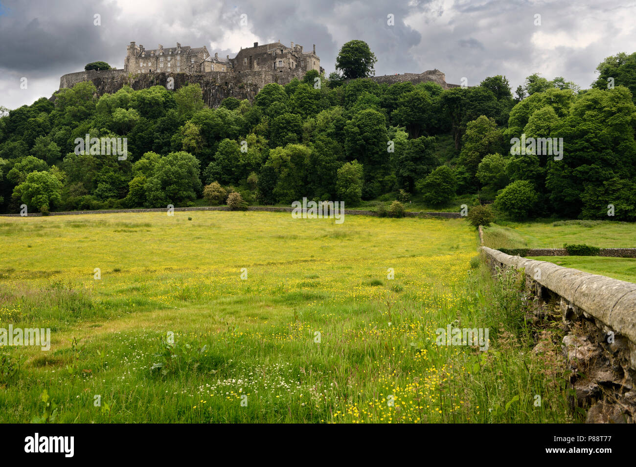 Il Castello di Stirling in alto sulla collina del castello con le nuvole e il giallo renoncules in pascolo di pecore con muro di pietra a Stirling Scozia UK Foto Stock