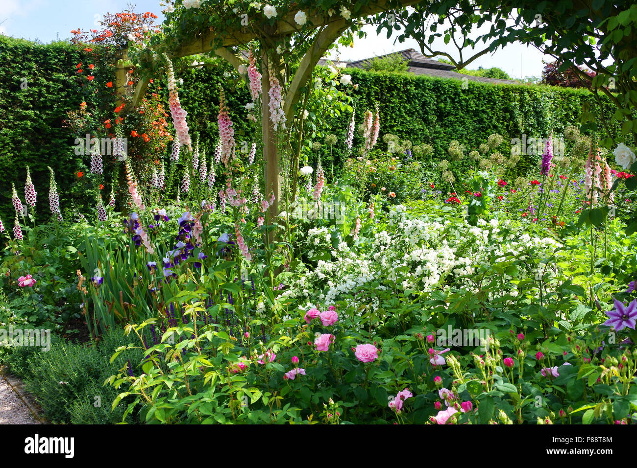 Un confine di colorata fioritura foxgloves ad RHS Rosemoor giardini, Devon, Regno Unito - Giovanni Gollop Foto Stock