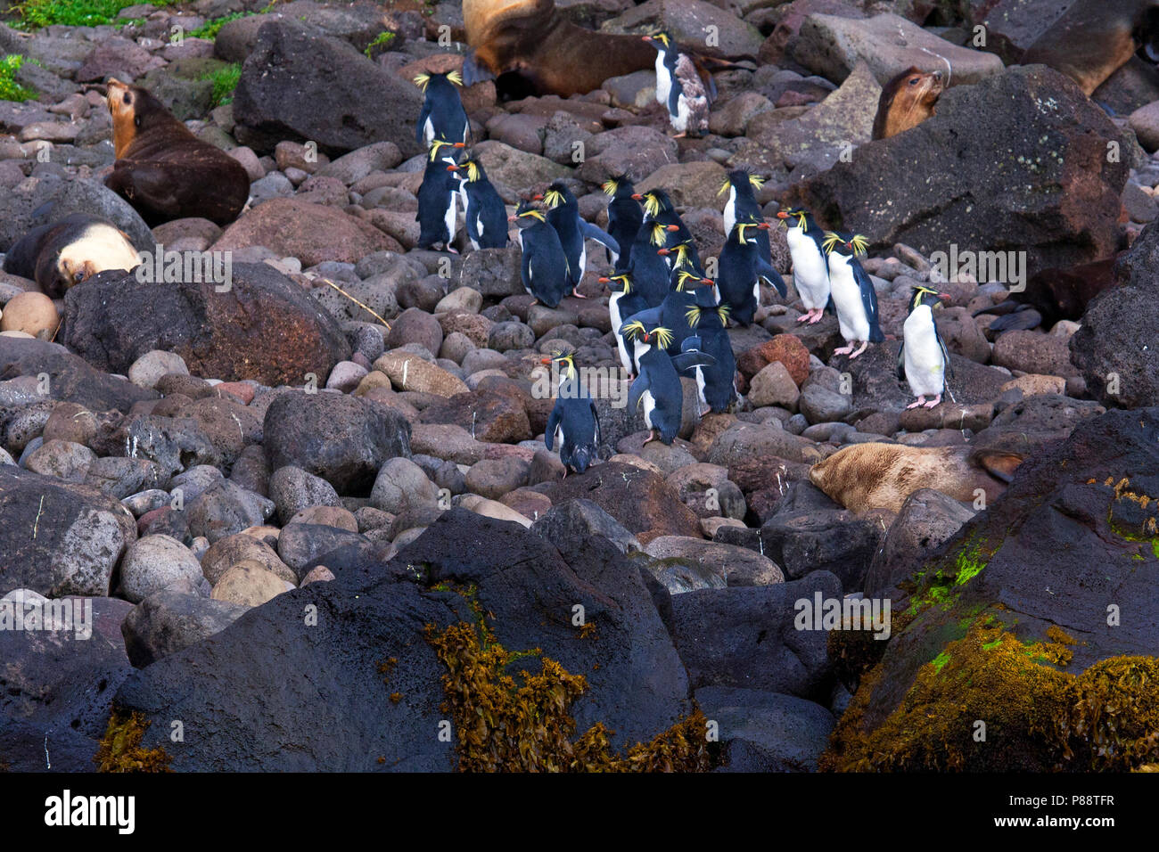 Nord pinguino saltaroccia (Eudyptes moseleyi) sulla spiaggia di Isola Gough Foto Stock