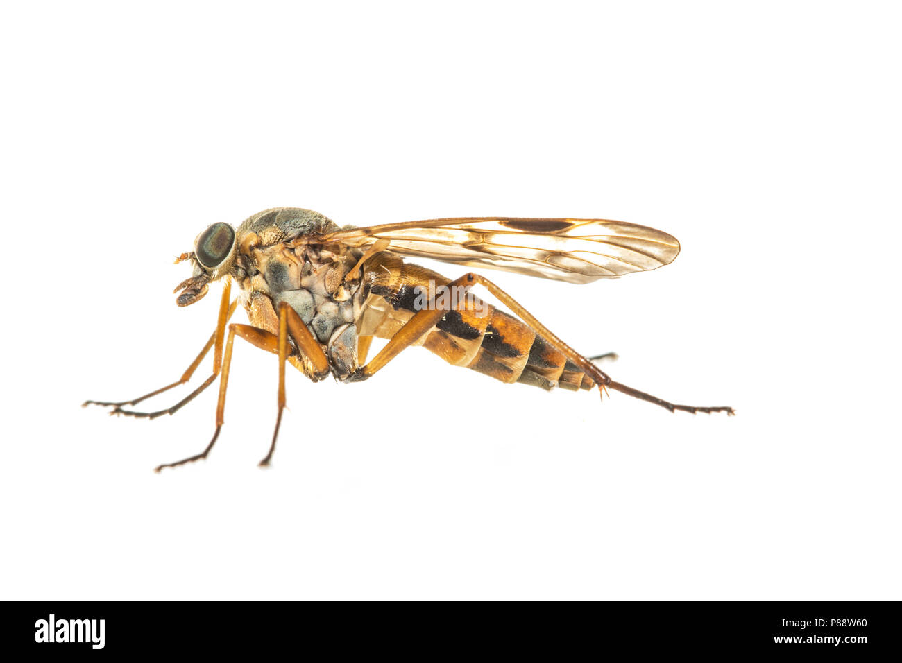 Downlooker snipefly, Gewone Snipvlieg Foto Stock
