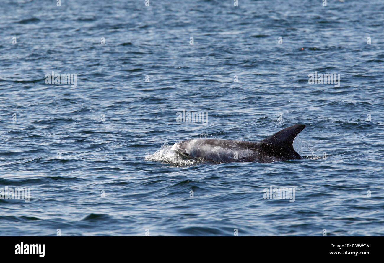 Gramper, Risso, Dolphin Grampus griseus Foto Stock