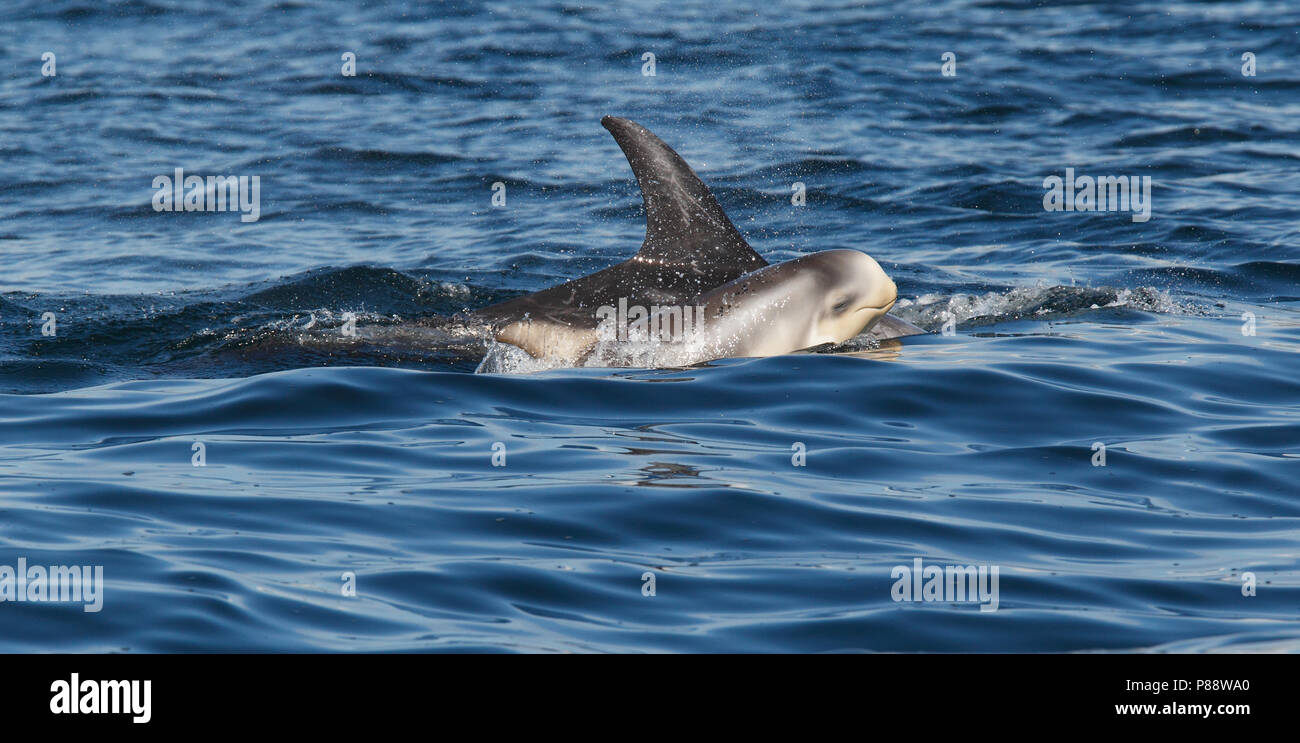 Risso delfini (Grampus griseus)s nuoto off Isole Shetland. Foto Stock