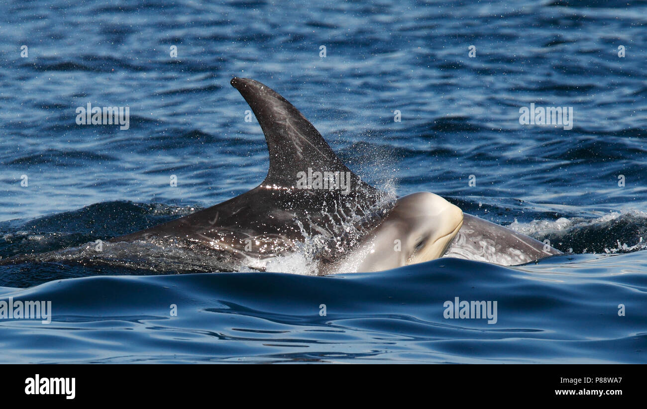 Gramper incontrato jong die door de oppervlakte doorbreken; Risso Dolphin adulti giovani con la rottura della superficie dell'acqua Foto Stock
