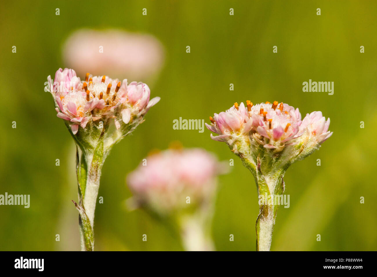 Rozenkransje, perenne di montagna Foto Stock