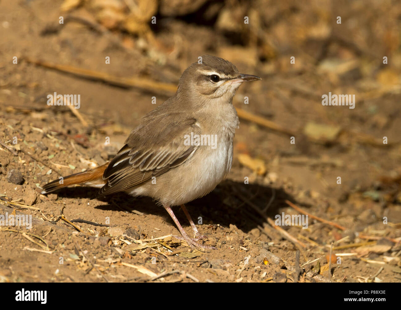 Rufous Bush-Chat - Heckensänger - Cercotrichas galactotes ssp. familiaris, Oman Foto Stock