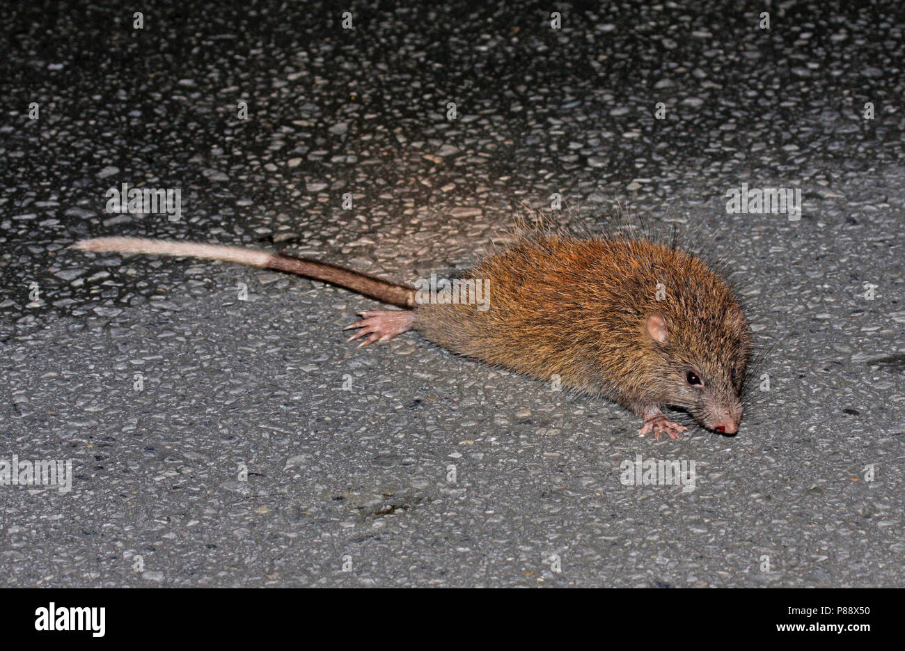 Ryukyu di ratto, Ryukyu lunga coda di ratto gigante Foto Stock