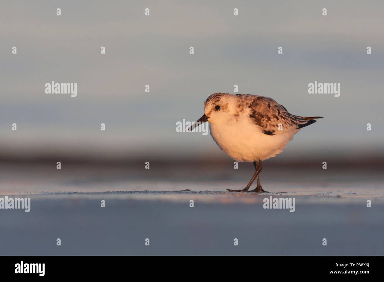 Sanderling - Sanderling - Calidris alba, Germania, 1cy Foto Stock