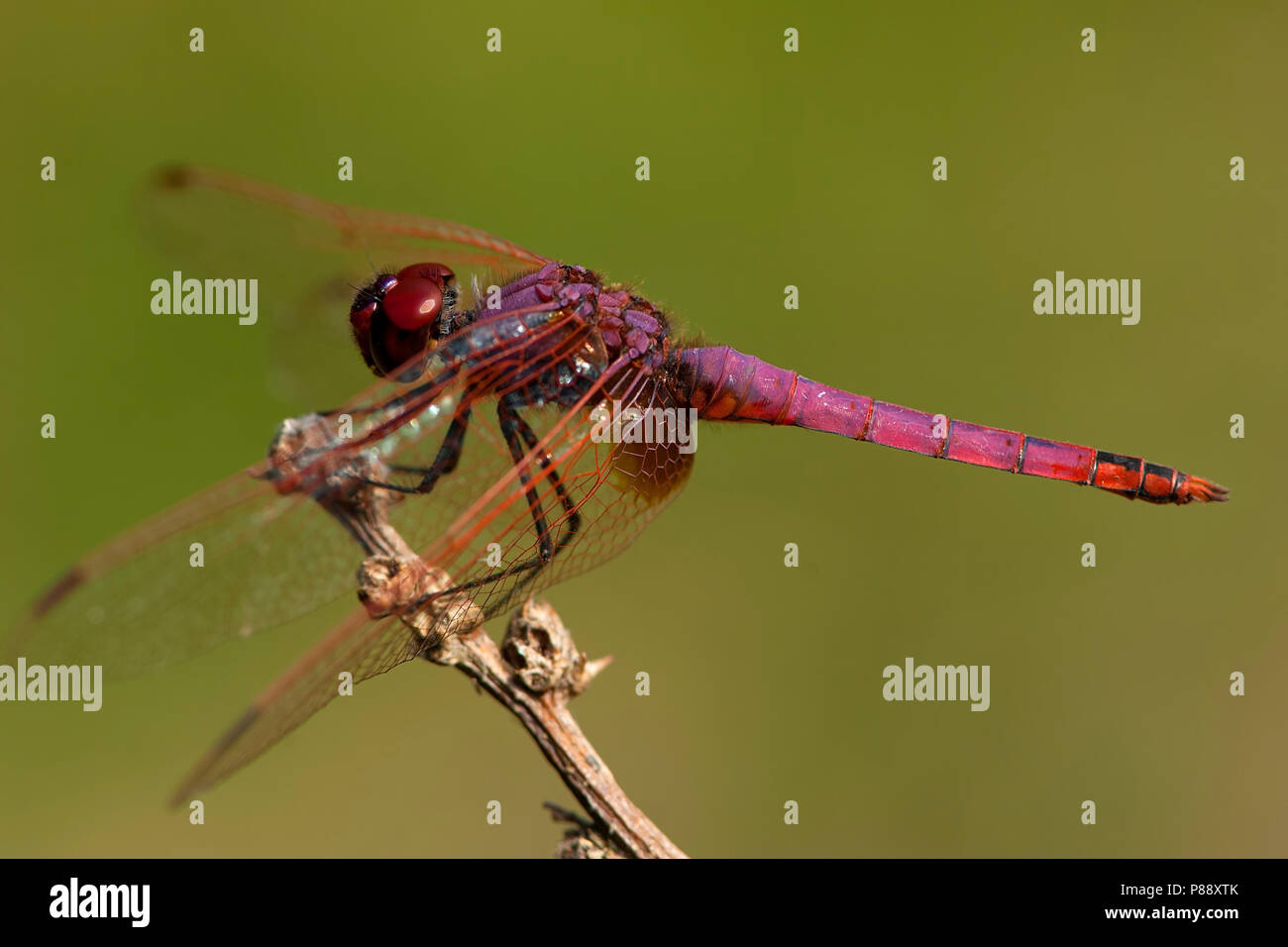 Mannetje Purperlibel, Maschio Trithemis annulata Foto Stock