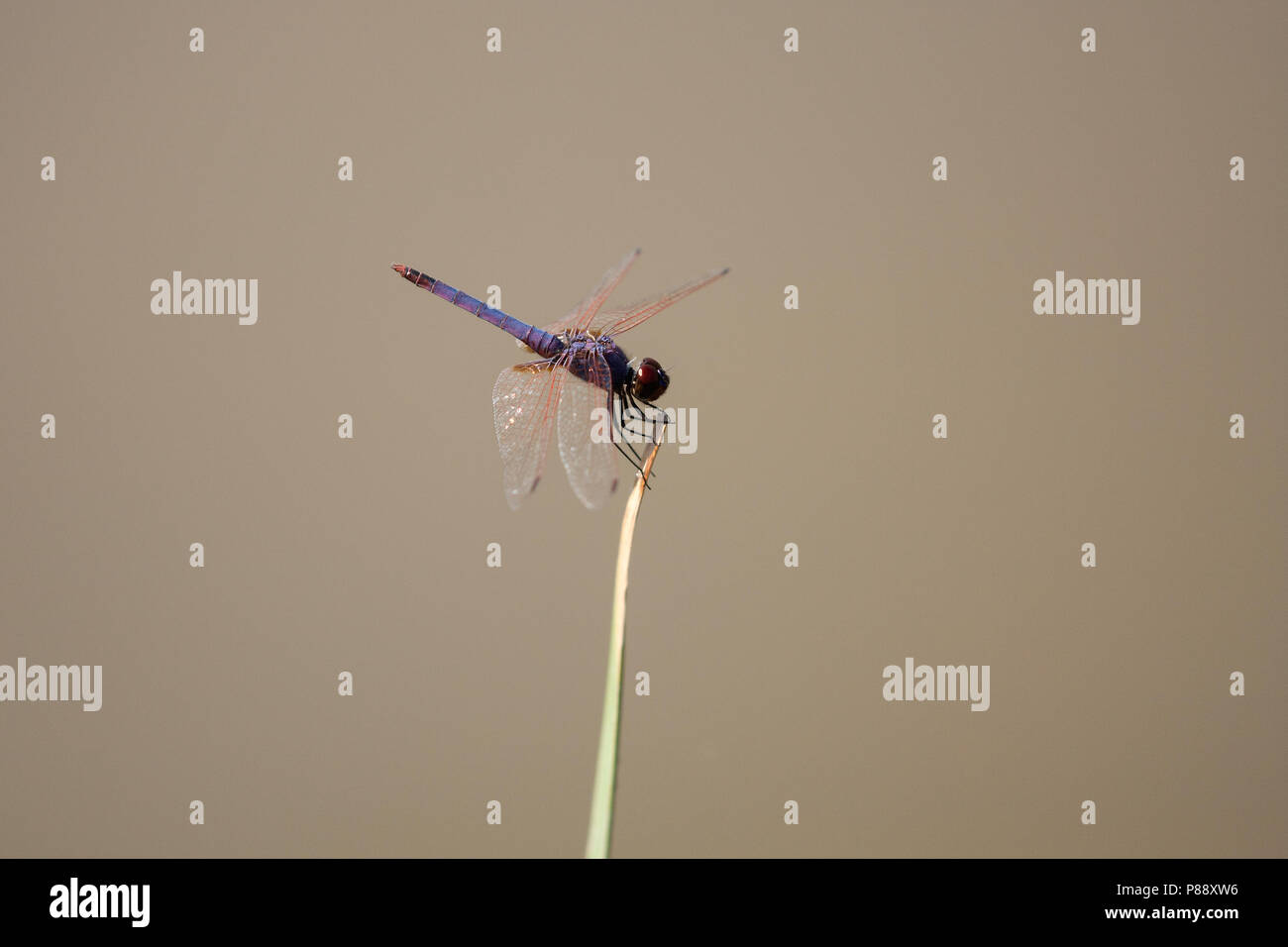 Mannetje Purperlibel, Maschio Trithemis annulata Foto Stock
