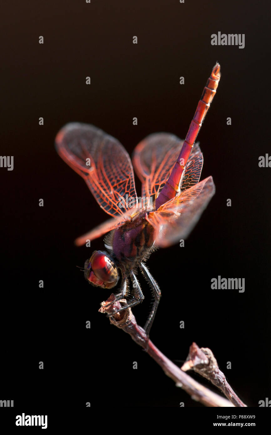 Mannetje Purperlibel, Maschio Trithemis annulata Foto Stock
