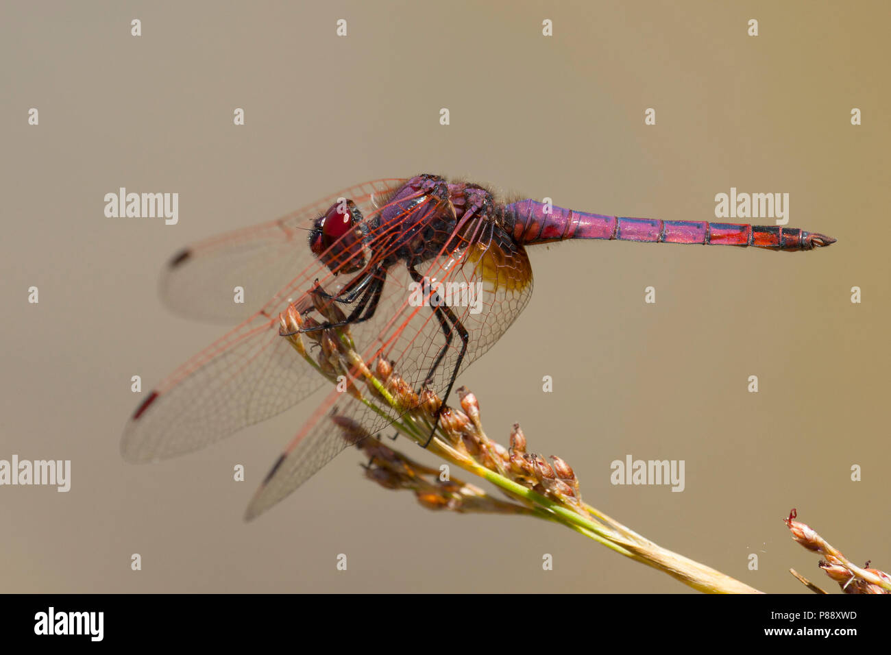 Mannetje Purperlibel, Maschio Trithemis annulata Foto Stock