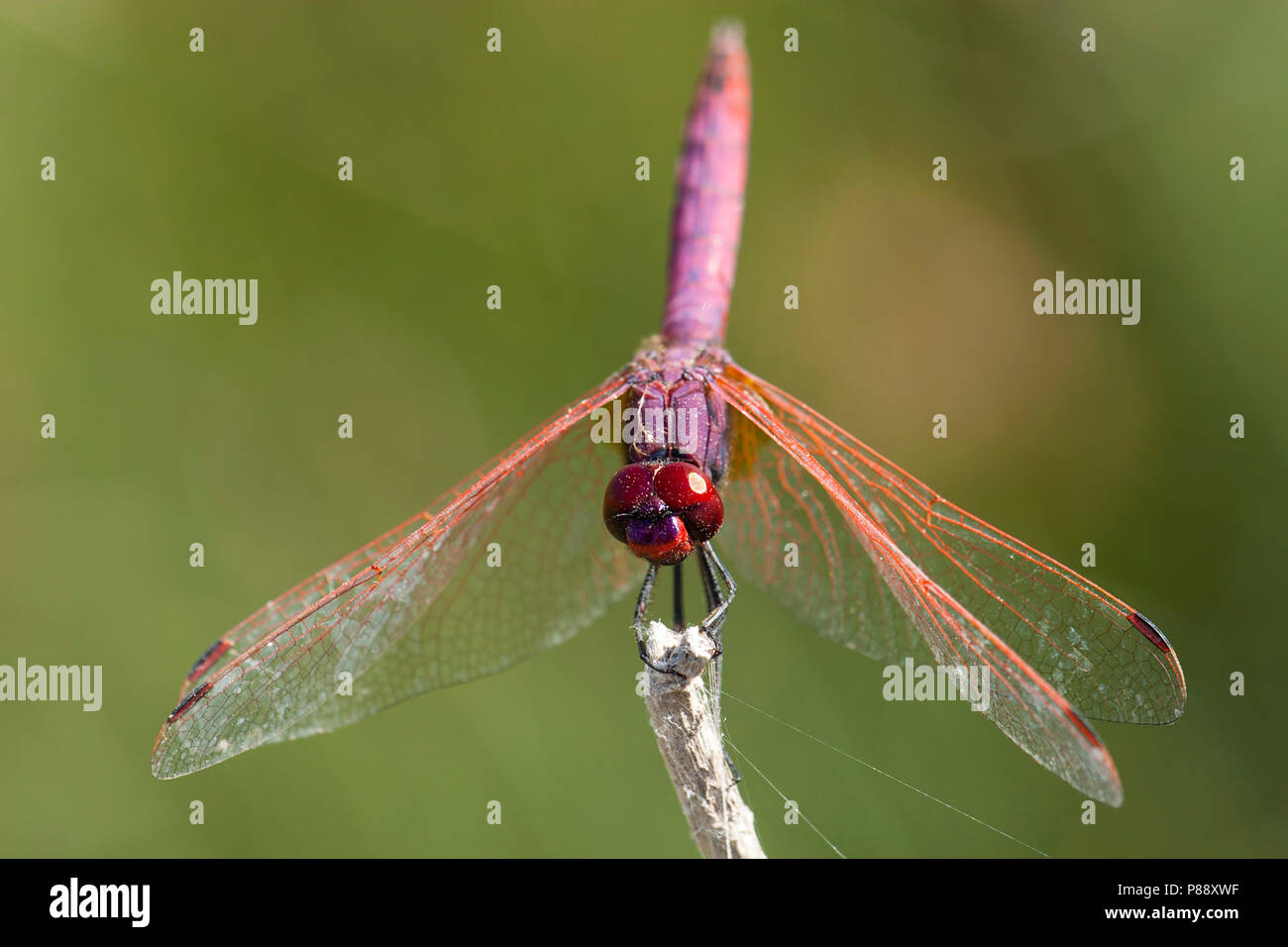 Mannetje Purperlibel, Maschio Trithemis annulata Foto Stock