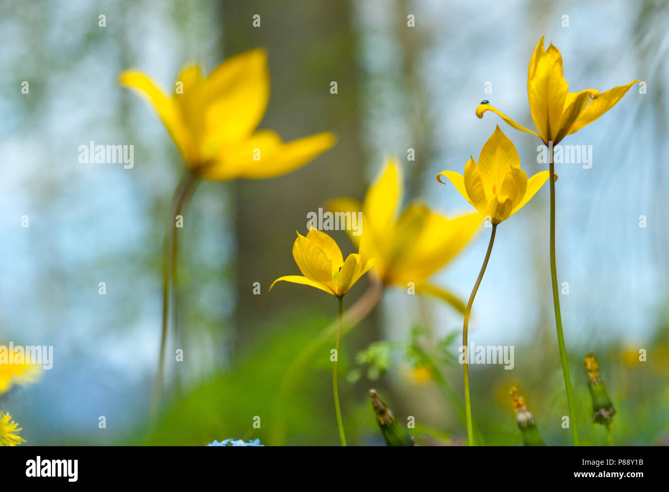 Bloeiende Bostulp, fioritura Tulipano selvatico Foto Stock
