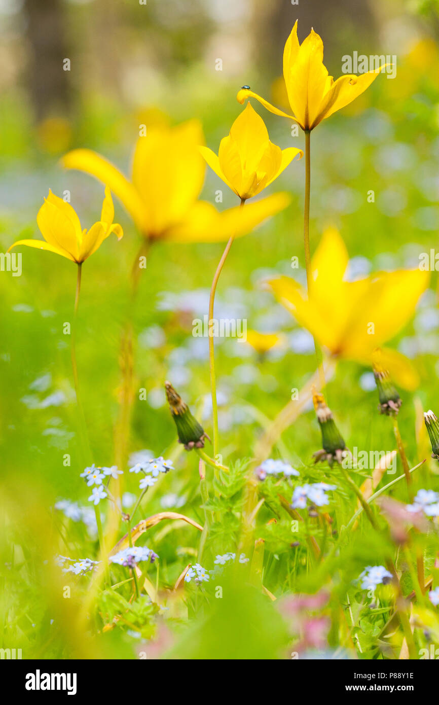Bloeiende Bostulp, fioritura Tulipano selvatico Foto Stock