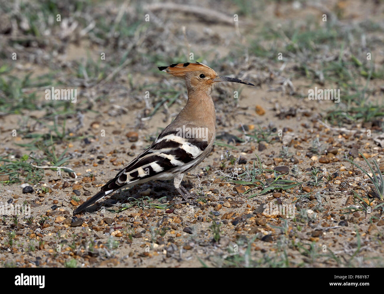 Hop, Eurasian upupa, Upupa epops ssp. epops Foto Stock