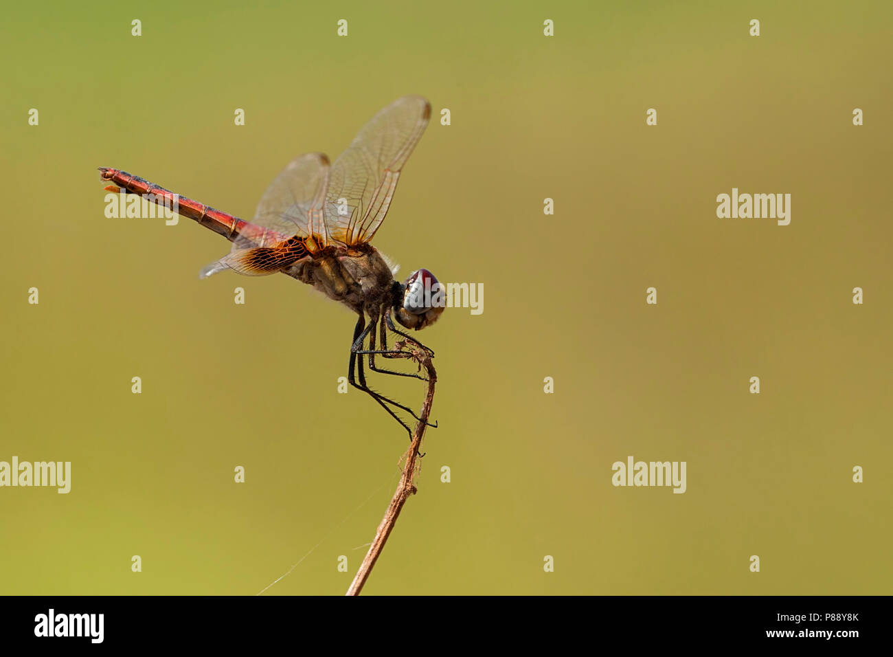 Vrouwtje Urothemis assignata, femmina rosso Basker Foto Stock