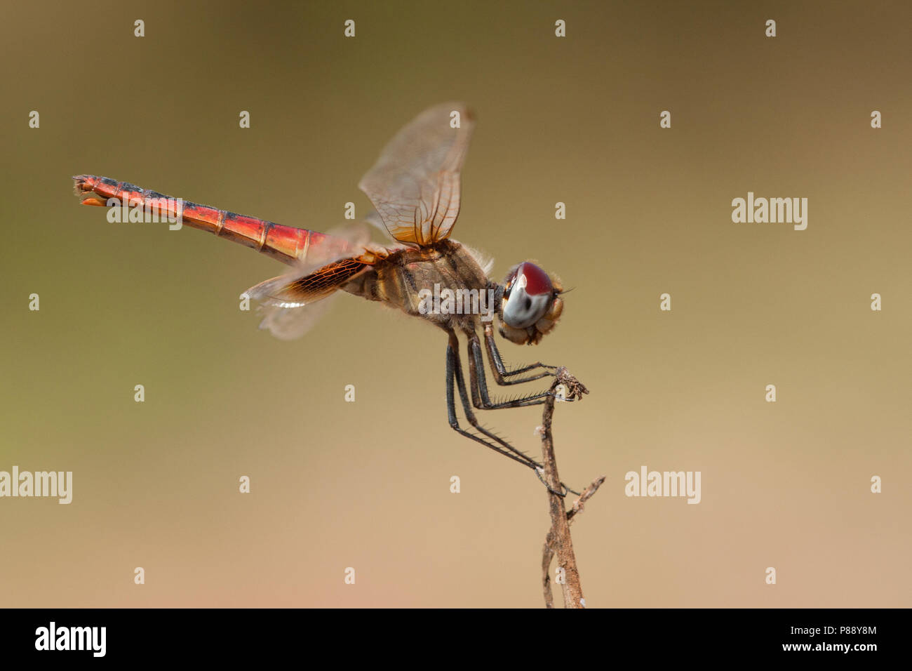 Vrouwtje Urothemis assignata, femmina rosso Basker Foto Stock