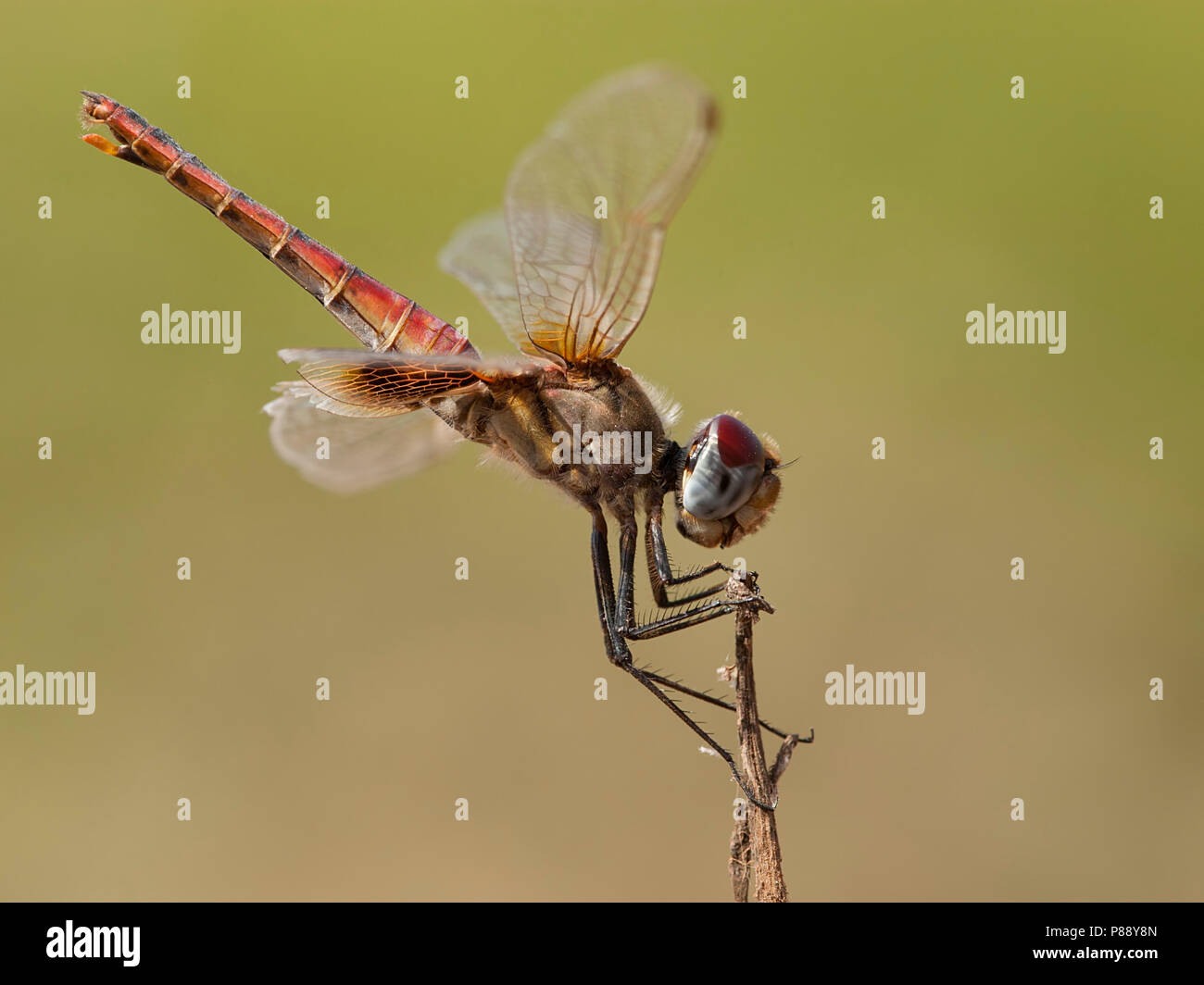 Vrouwtje Urothemis assignata, femmina rosso Basker Foto Stock