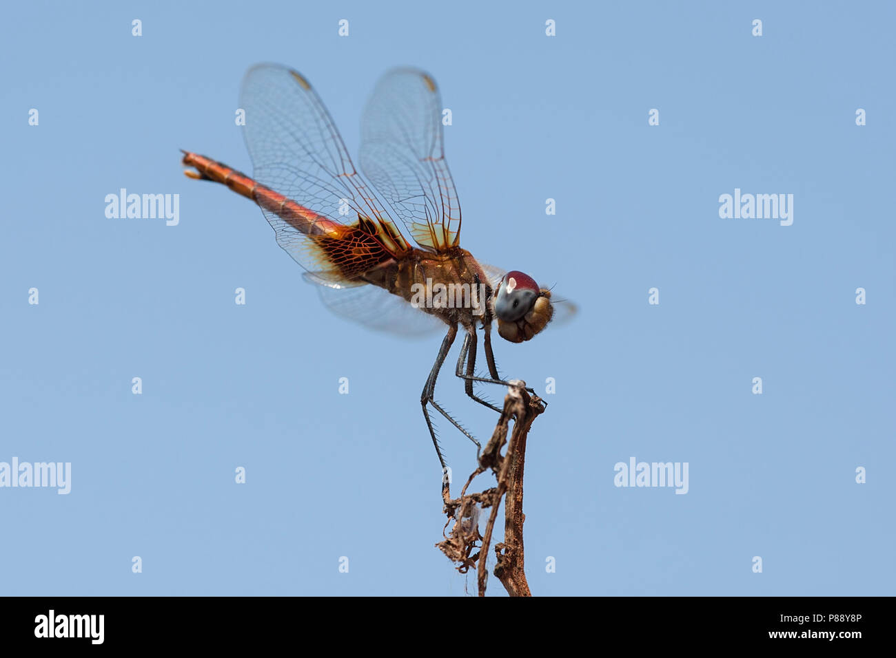 Vrouwtje Urothemis assignata, femmina rosso Basker Foto Stock