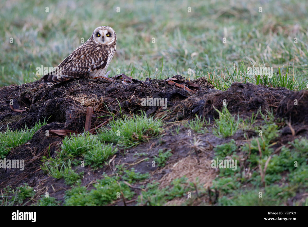 Velduil in een weiland; breve-eared owl in un prato Foto Stock
