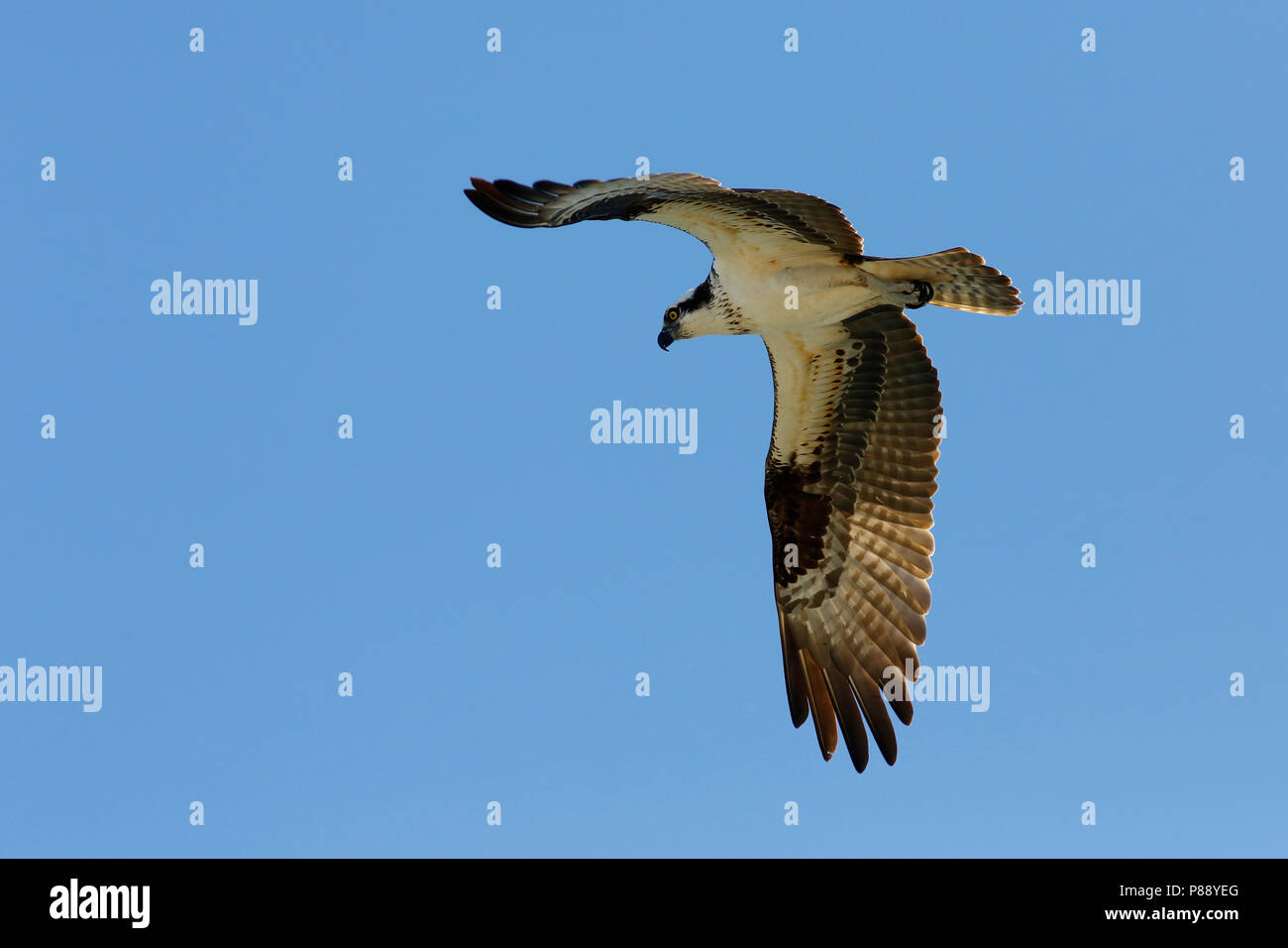 Visarend; Osprey; Foto Stock