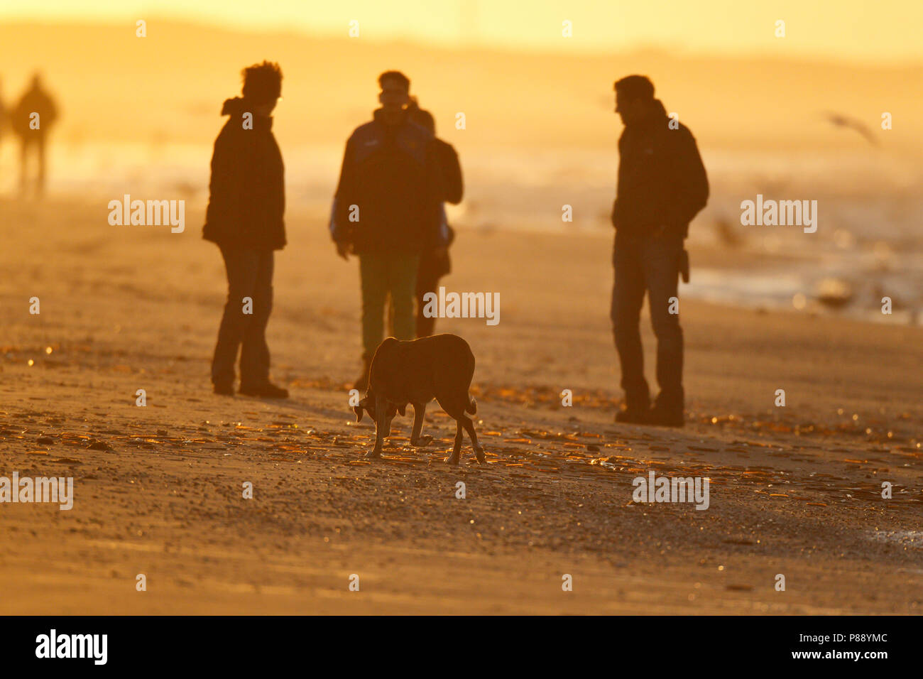 Wandelaars incontrato hond aan zee en het strand bij gouden avondlicht van zonsondergang ; gli escursionisti con il cane lungo la riva, sulla spiaggia nella luce dorata di Foto Stock