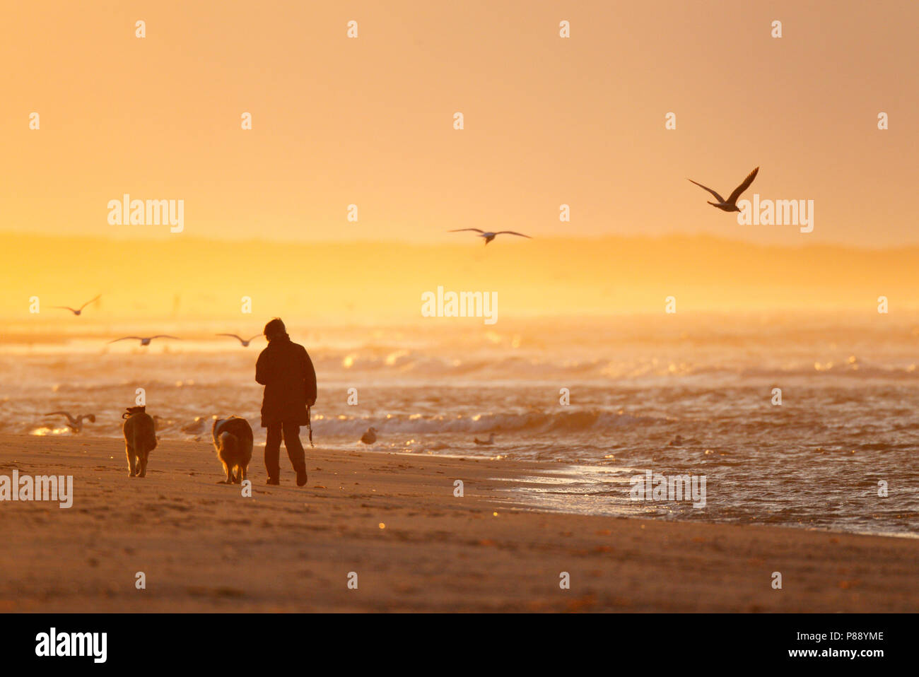 Wandelaars incontrato hond aan zee en het strand bij gouden avondlicht van zonsondergang ; gli escursionisti con il cane lungo la riva, sulla spiaggia nella luce dorata di Foto Stock