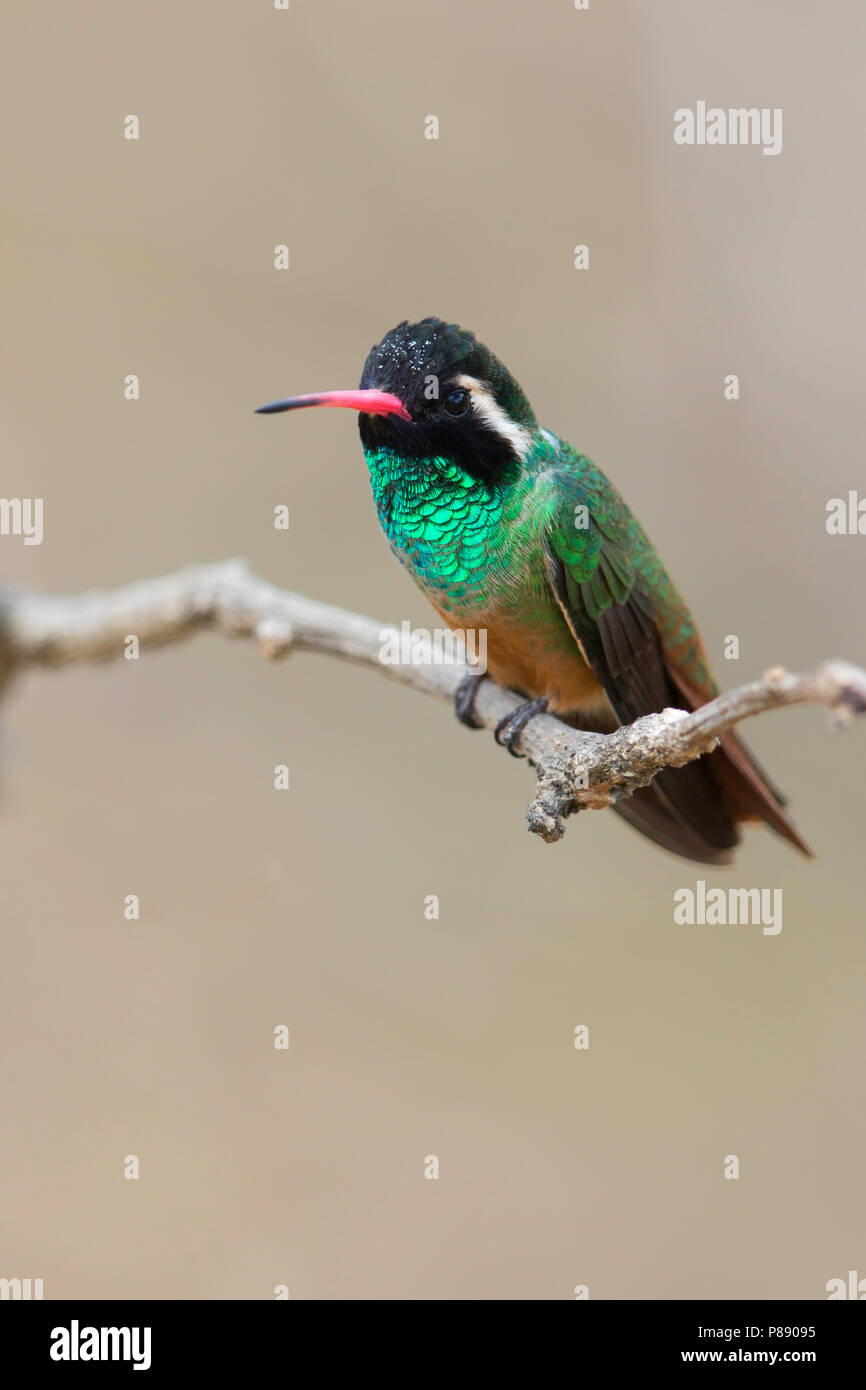 Xantus's Hummingbird (Basilinna xantusii) è una di medie dimensioni hummingbird endemica di Baja California Foto Stock