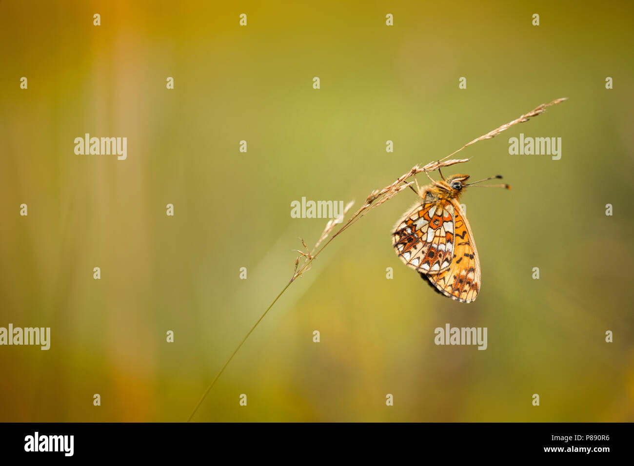 Zilveren Maan, piccola perla-delimitata Fritillary Foto Stock