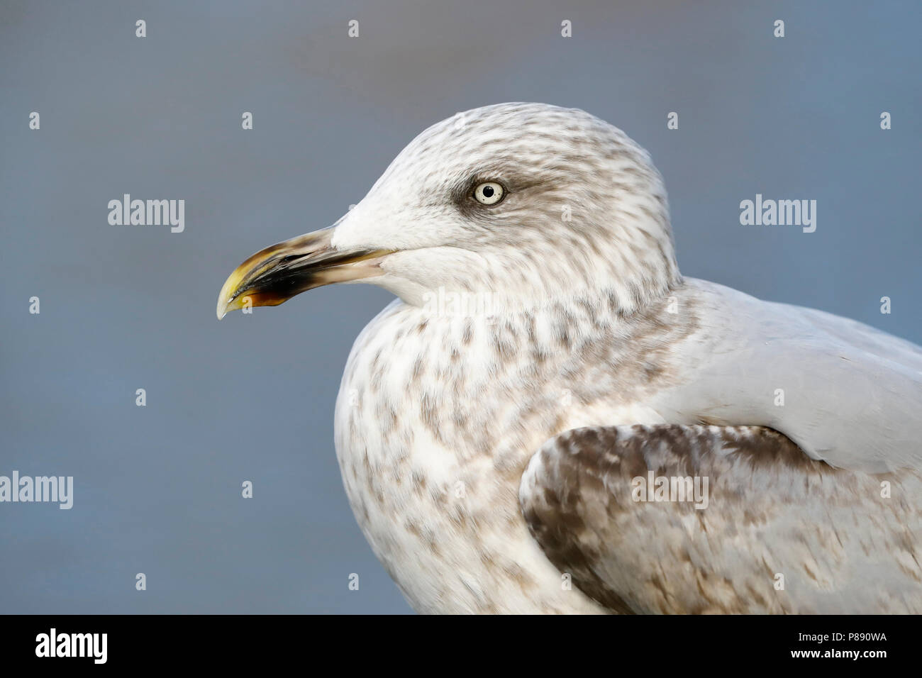 Zilvermeeuw; Aringa Gull; Larus argentatus Foto Stock